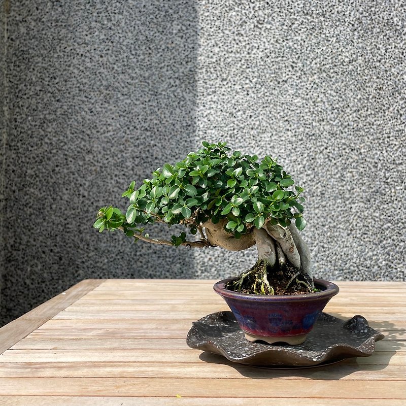 小さな鉢植え-寿娘子盆栽 - 観葉植物 - 寄せ植え・花 