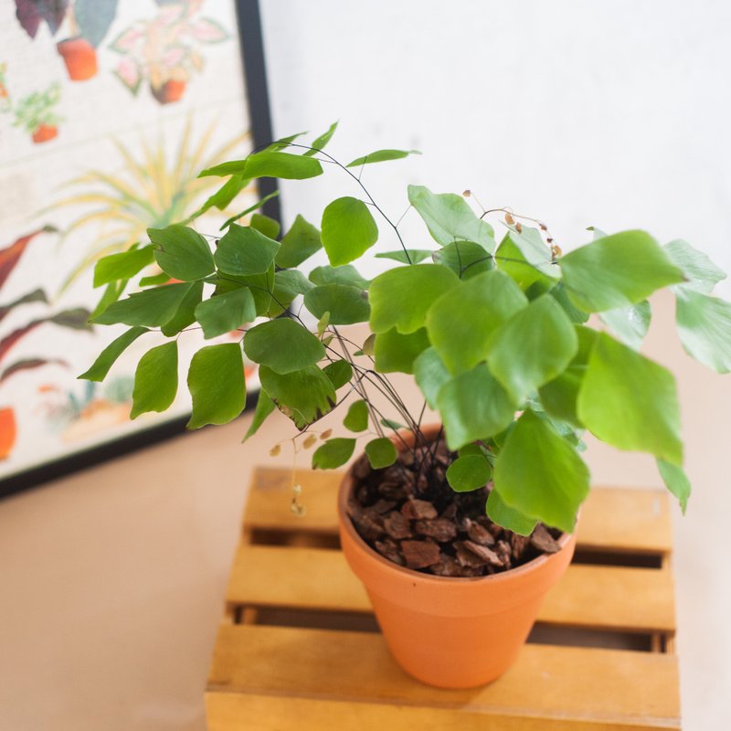 【仙氣飄飄】秘魯銀幣鐵線蕨 | 室內盆栽 | 中型植栽 - 盆栽/植栽 - 植物．花 綠色