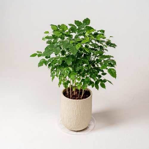 巧繪網植物館 幸福樹 旺旺樹 發財樹 奶白色樹紋落地小盆栽 開幕花盆 觀葉植物