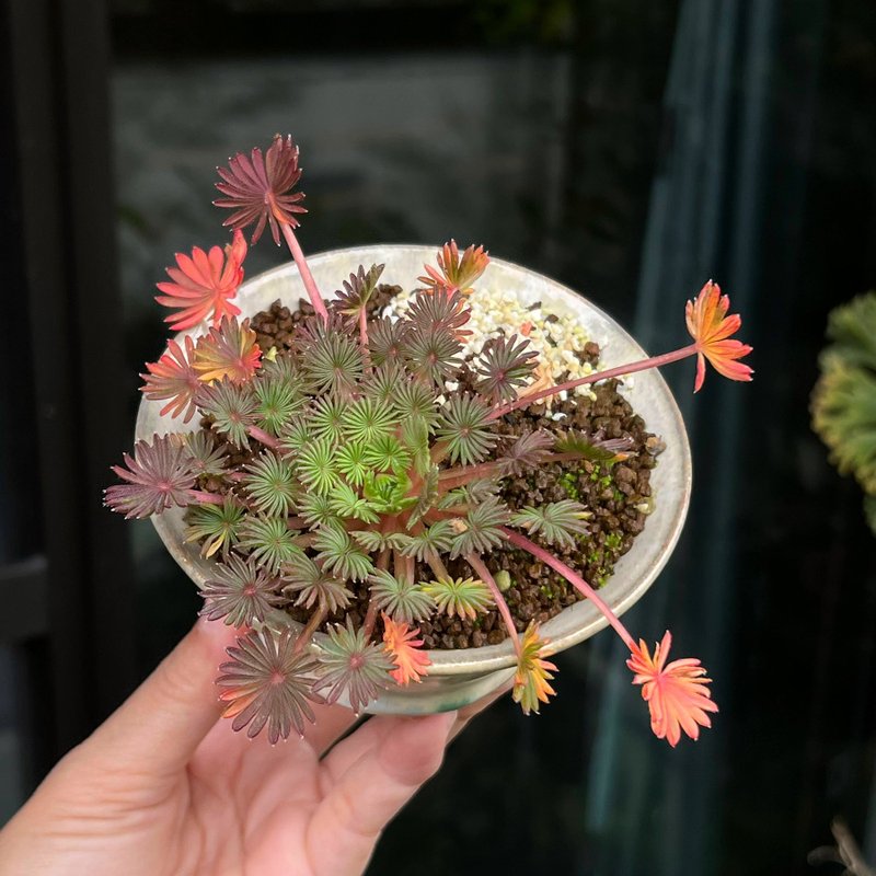 棕櫚葉酢醬草∣日本盆鉢山野草 - 植栽/盆栽 - 陶 