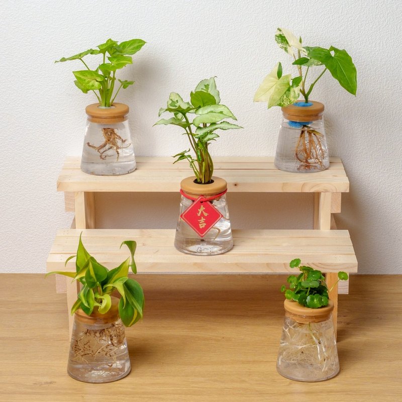 三角水耕盆栽 室內植物 觀葉植物 禮物 水培 辦公室小物 水耕盆栽 - 植栽/盆栽 - 植物．花 透明