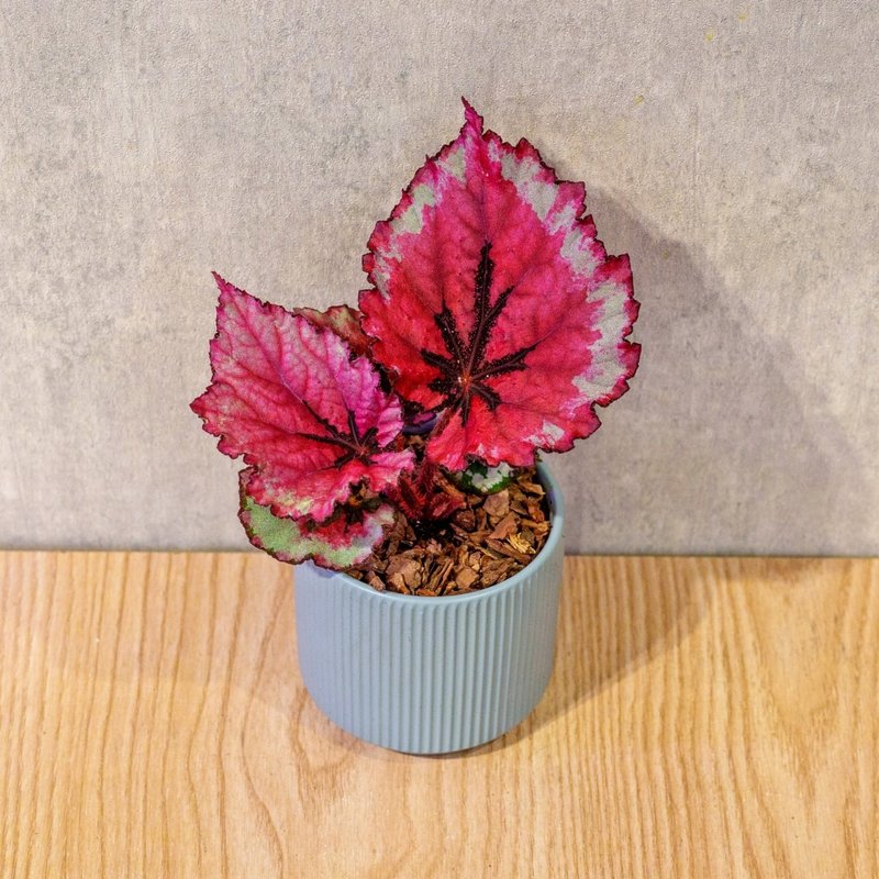 蛤蟆秋海棠 莫蘭迪色系直紋陶盆 室內植物 觀葉植物 禮物 盆栽 - 盆栽/植栽 - 植物．花 藍色