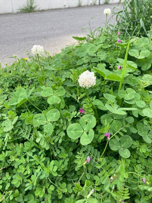 白詰草 (シロツメクサ) / silver - ショップ CACICO design リング