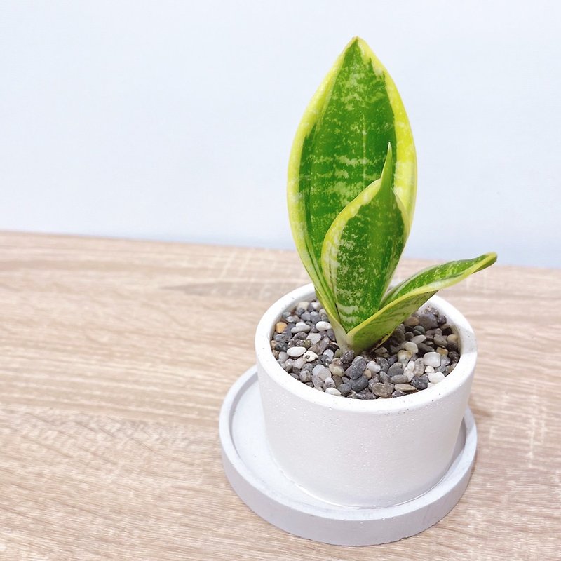Purify the air│Small objects on the table│Office│Sanisara potted plants│Inside decoration│White Cement porcelain - Plants - Cement Green