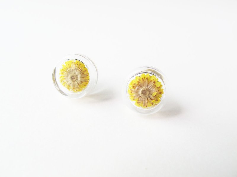 * Rosy Garden * Dried flowers yellow Anaphalis sinica round glass earring - Earrings & Clip-ons - Glass Yellow