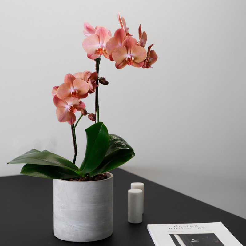 【蘭花盆栽】夕陽 蘭花盆栽 開幕送禮 升遷送禮 開幕盆栽 - 盆栽/植栽 - 植物．花 粉紅色