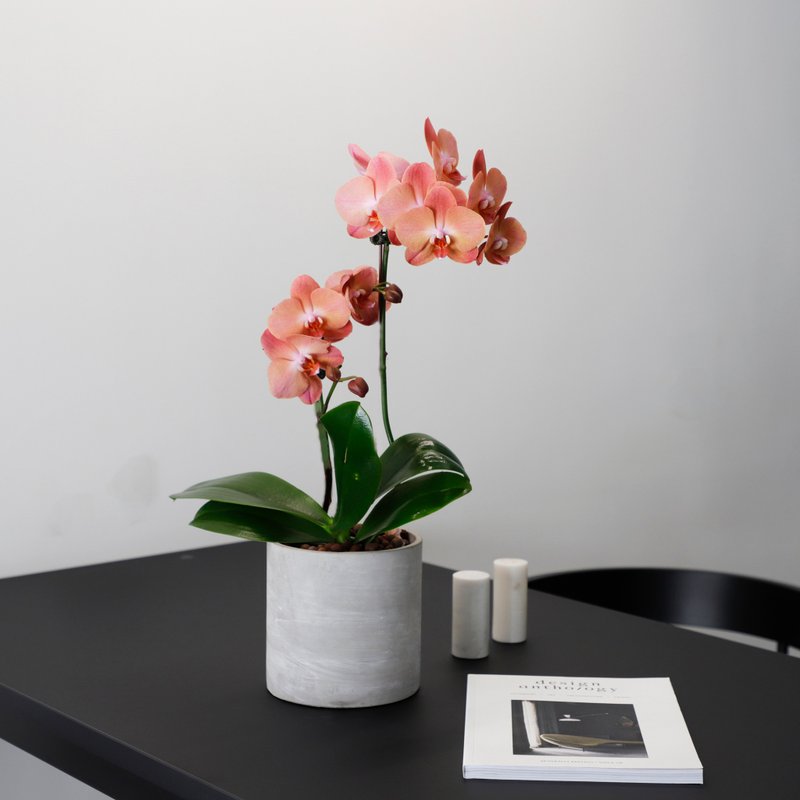 [Orchid Potted Plant] Sunset Orchid Potted Plant Opening Gifts Promotion Gift Opening Potted Plants - Plants - Plants & Flowers Pink