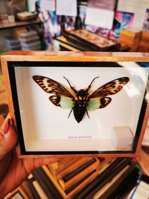 cococollection Real Blue CICADA TOSENA SPLENDIDA Wings Spread Insect Home Decor Box Frame Taxid