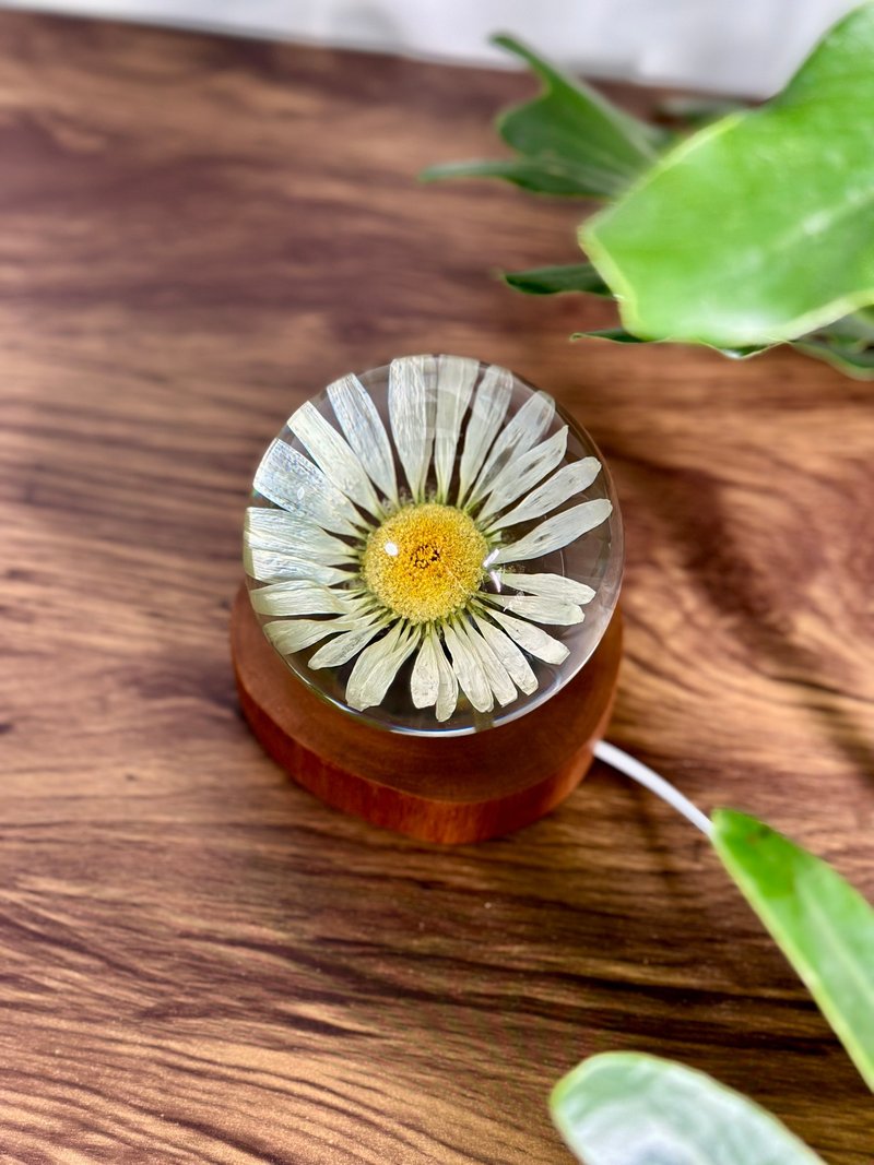 雛菊真花永生花樹脂夜燈 - 擺飾/家飾品 - 樹脂 白色