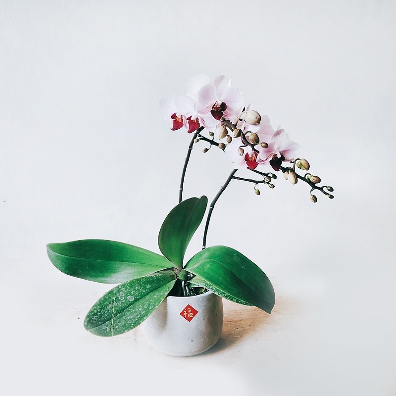 first place orchid - ตกแต่งต้นไม้ - พืช/ดอกไม้ 