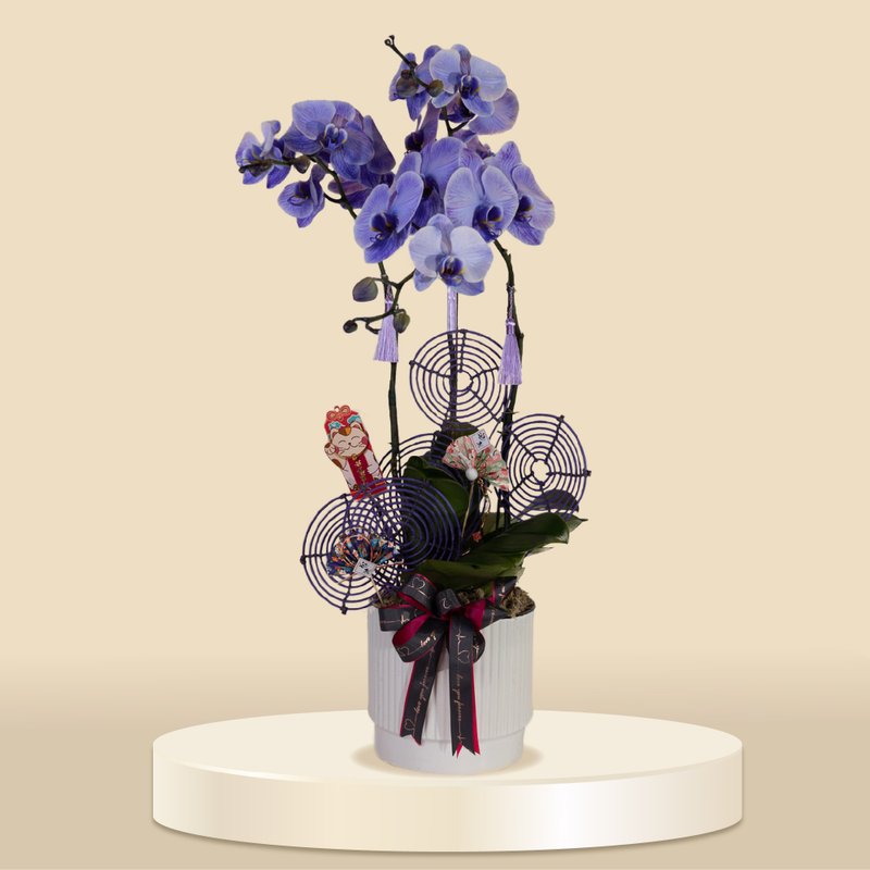 大花蝴蝶蘭馬卡龍3棵 (1147) 蘭花 新春蘭花 年花 自家蘭花園種植 - 盆栽/植栽 - 植物．花 