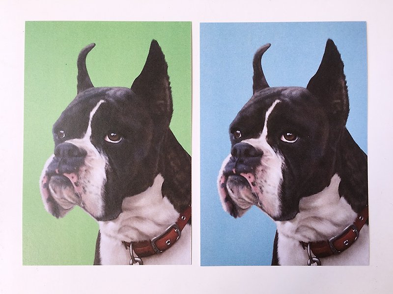 Animal illustration postcard [Boxer Dog] Two colors are available - การ์ด/โปสการ์ด - กระดาษ ขาว