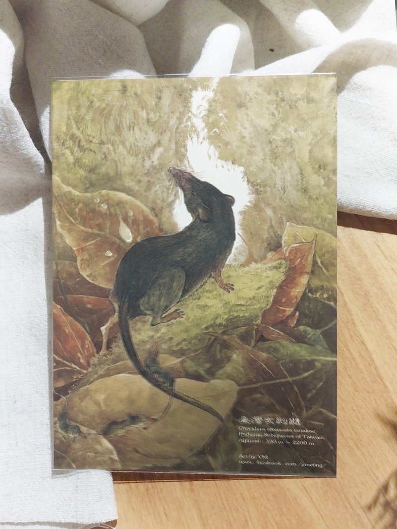 灰鼩鼱-臺灣特有動物系列-特有亞種 台灣 明信片 - 卡片/明信片 - 紙 