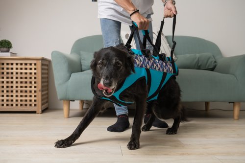 EZ-CARE Pet 寵物樂齡生活館 寵物輔助衣 一般款L號 高齡犬 行動不便 寵物輔具 協助上下行走
