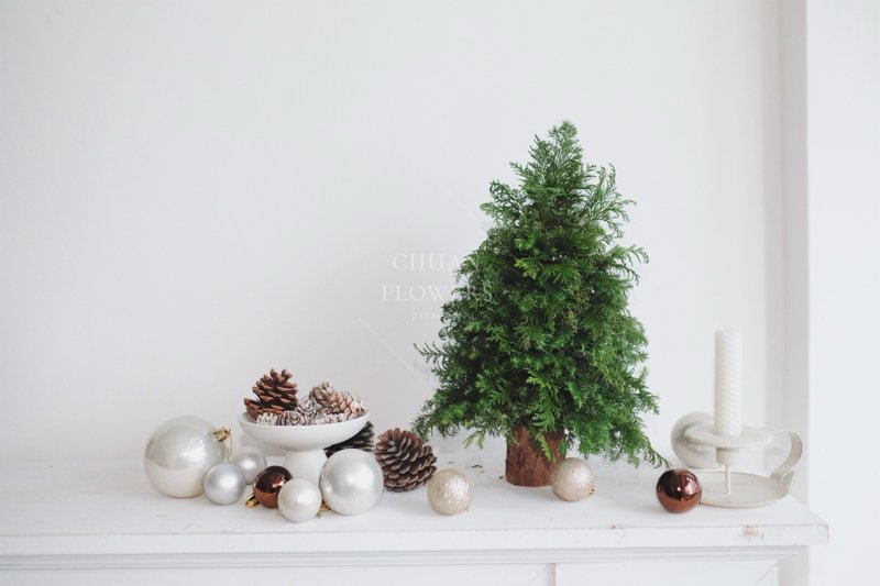 [Bare Pine and Cypress Tree] Christmas Tree Christmas Ornaments Christmas Gifts - ช่อดอกไม้แห้ง - พืช/ดอกไม้ 