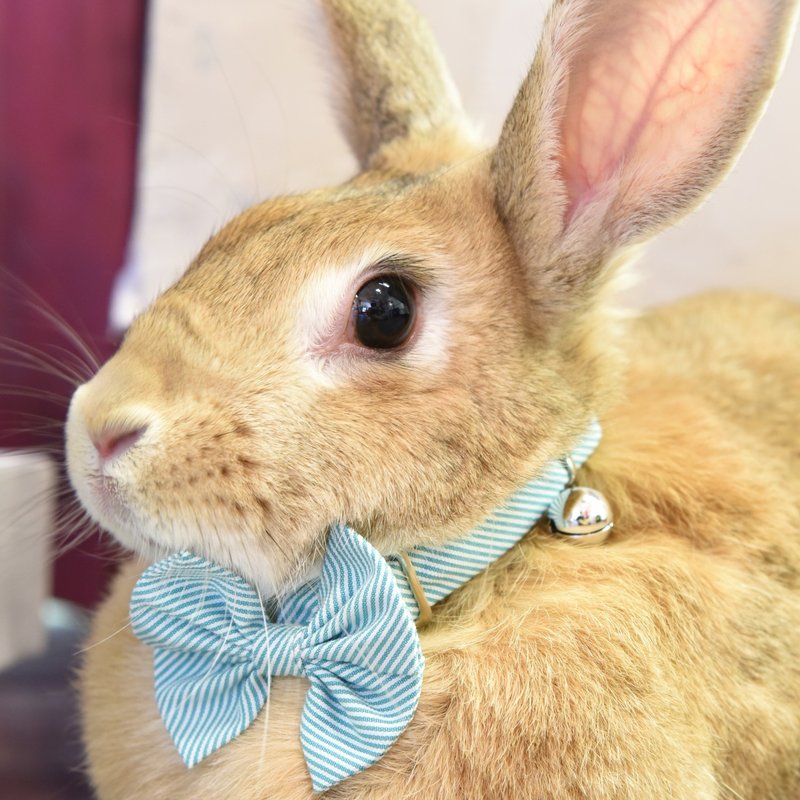 【ZAZAZOO】 British wind rabbit rabbit collar group - Collars & Leashes - Polyester 