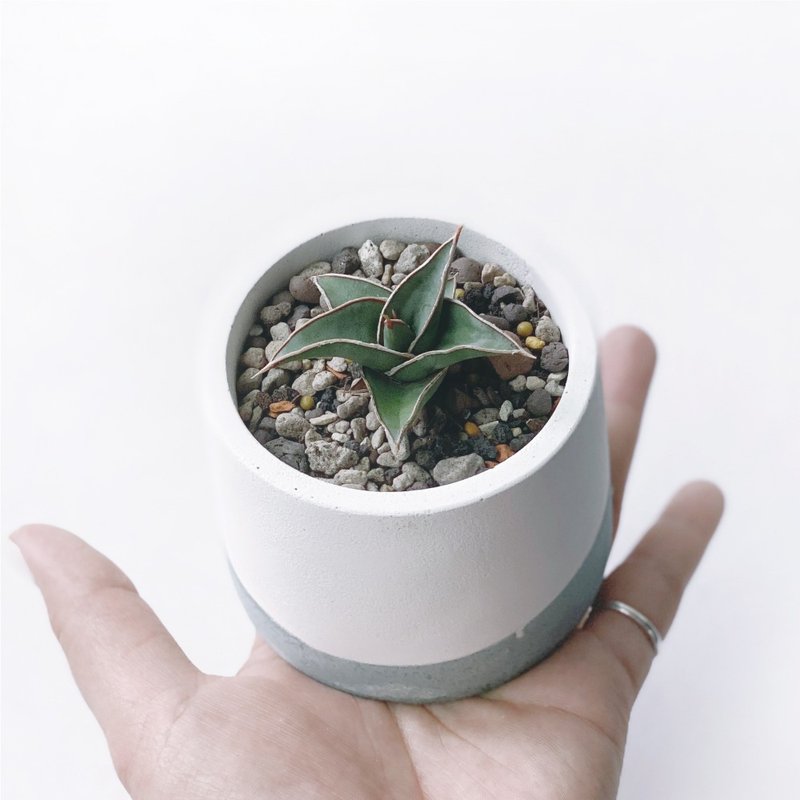 (預購) 莫蘭迪綠系列 | 威力虎尾蘭 圓形雙色漸層水泥植栽 - 盆栽/植栽 - 植物．花 綠色