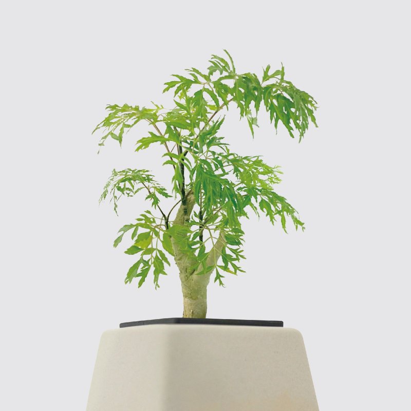 / 水耕方盆 / 羽葉福祿桐 - 盆栽/植栽 - 植物．花 
