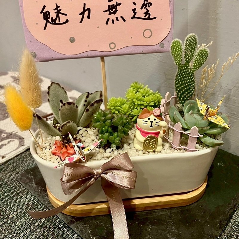招福貓 福來 貓 台中多肉組盆 多肉植物 植栽送禮 生日 日本decol - 盆栽/植栽 - 植物．花 綠色
