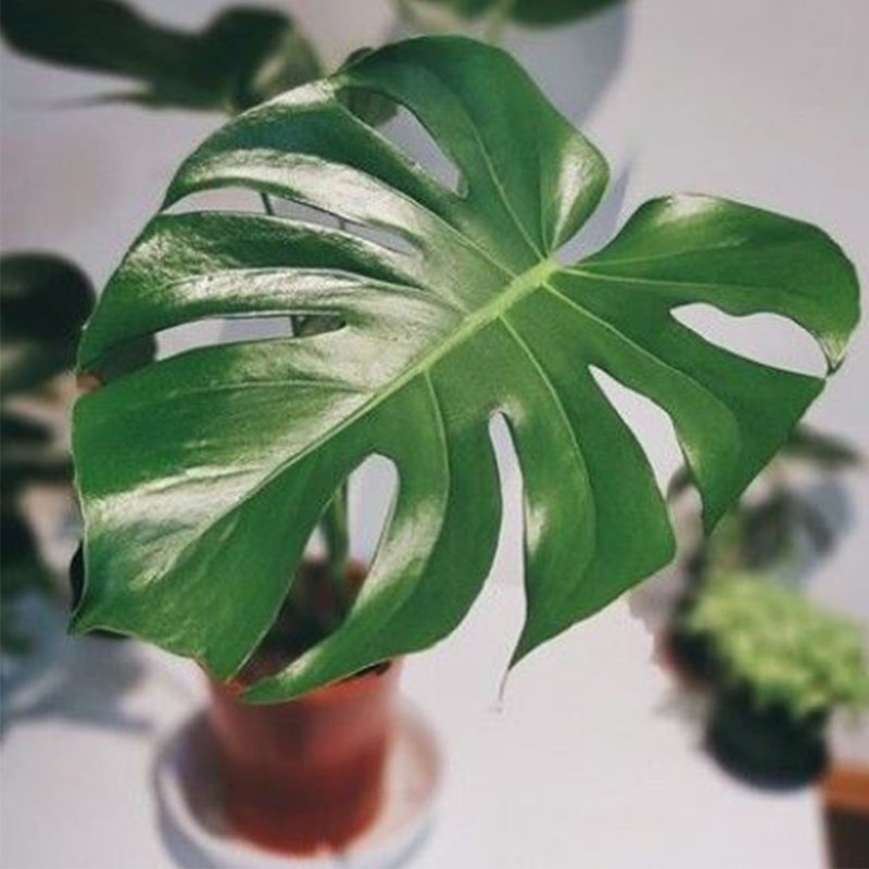 6吋水泥盆龜背芋 - 植栽/盆栽 - 植物．花 
