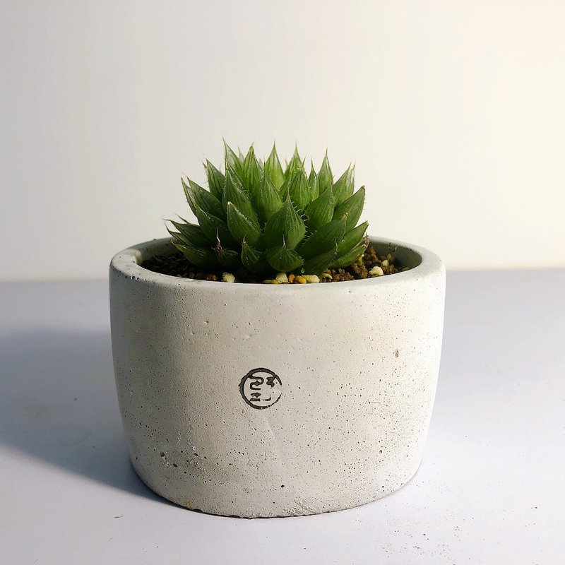 / 現品販售 / 大圓盆 青雲之舞 玉露 - 盆栽/植栽 - 植物．花 灰色