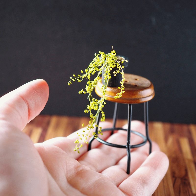 Miniature hanging foliage plant