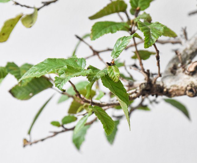 岩四手Carpinus Turczaninovii Hance | 盆景星球Bonsai Plane - 設計館