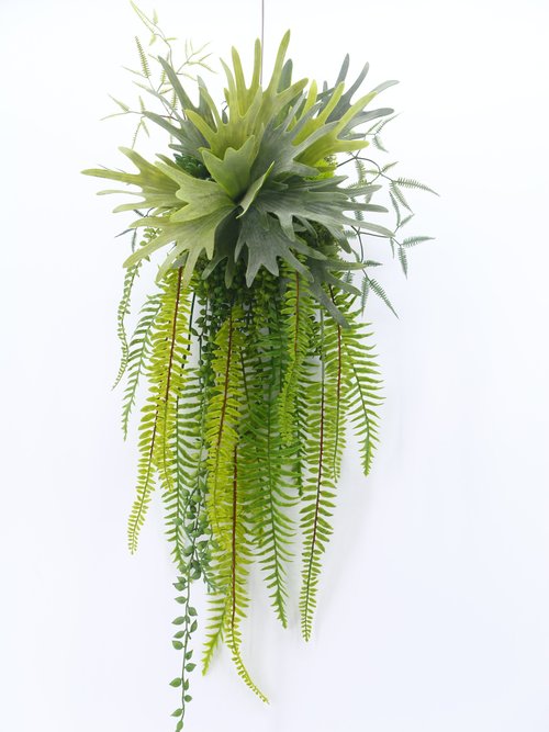 榆果傢飾 HUGO DECO 高擬真鹿角蕨生態植物壁飾 免運專人配送限雙北市 其餘地區需補運