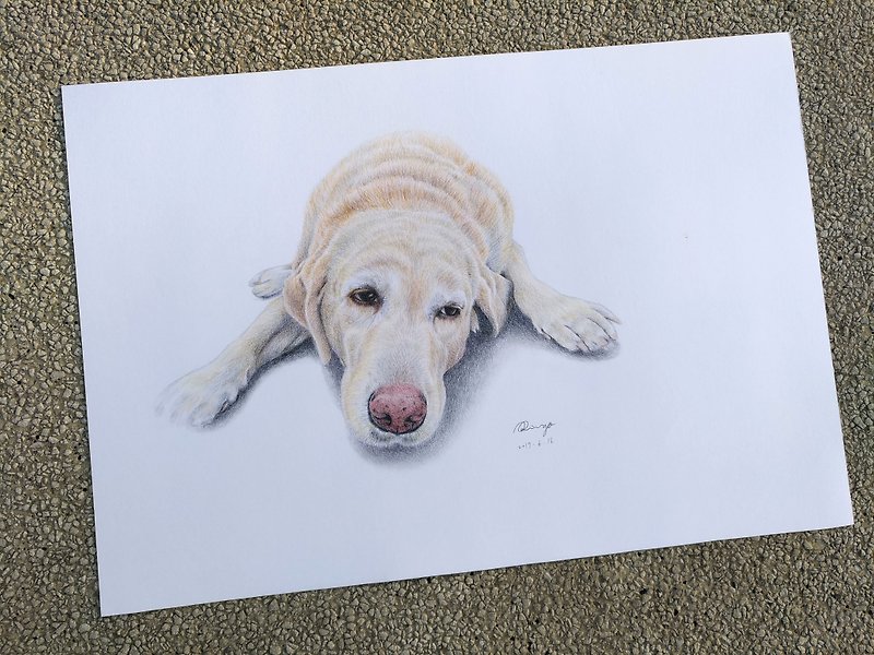 Lazy Labrador Dog Color Pencil Painting - Original - Posters - Paper 