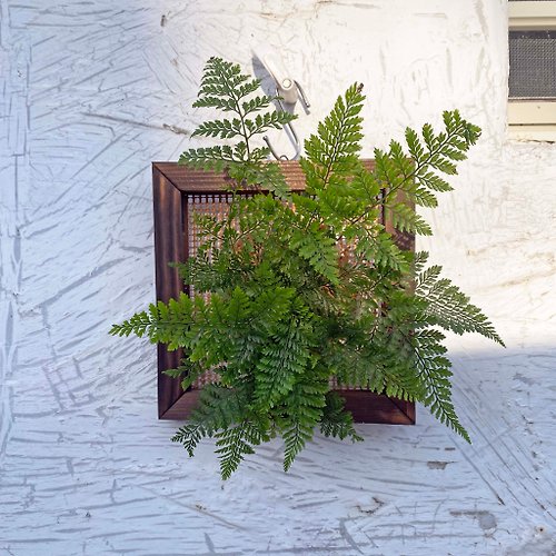 藍綠社 【兔腳蕨畫框】質感碳化框/ 室內植物/ 室內植物