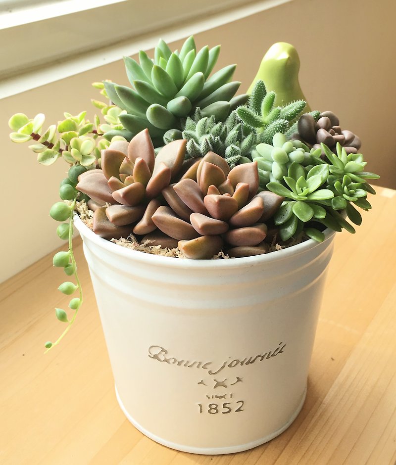 (Potted plant) Stop in the scenery, Stuck in the Moment group, potted succulents with small bird flower inserts - Plants - Other Metals White