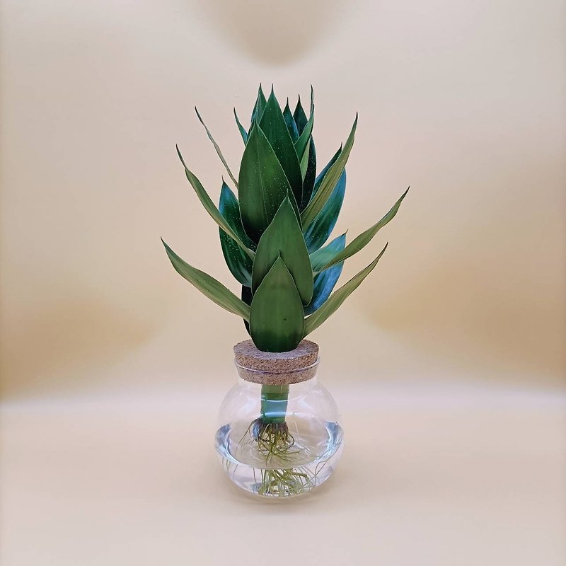 水耕植物 ポーリン竹 ハス竹 怠惰な植物 ガラスラウンドボトル 屋内植物 - 観葉植物 - ガラス 透明