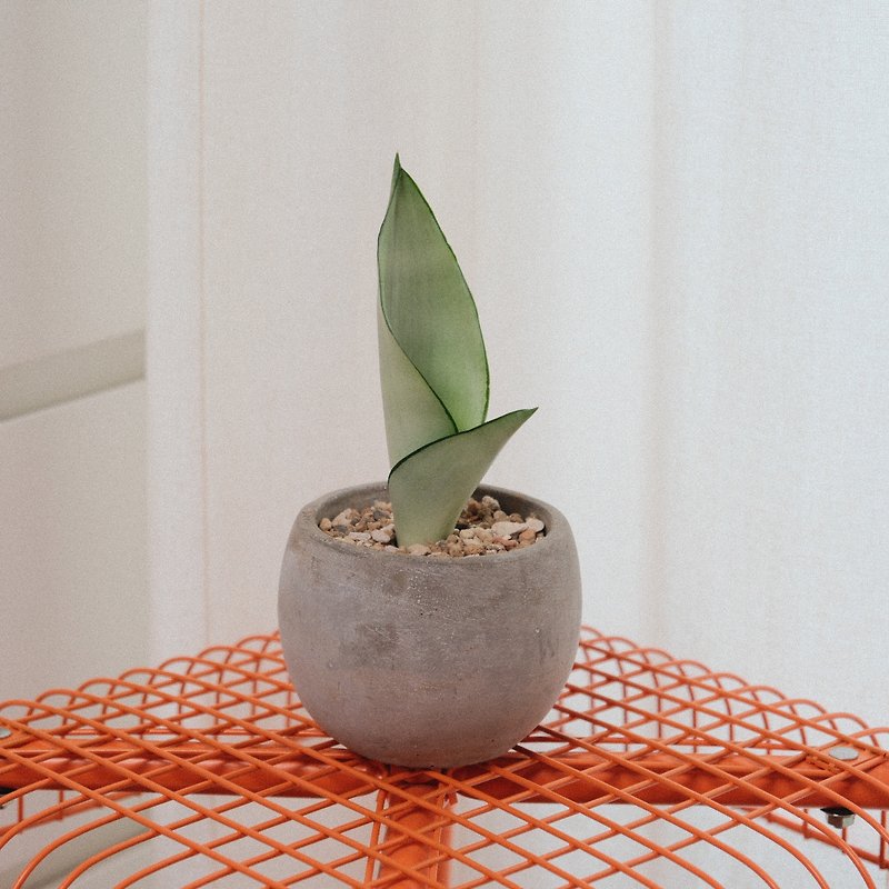 Silver Queen Sansevieria/Indoor Plants/New Home Gifts/Office Plants/Between Plants and Ginseng - Plants - Plants & Flowers 