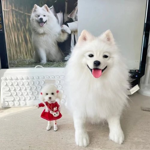 LifeXtyle 樂活式 客製化逼真薩摩耶犬羊毛氈寵物娃娃定製複刻狗狗貓咪毛小孩公仔