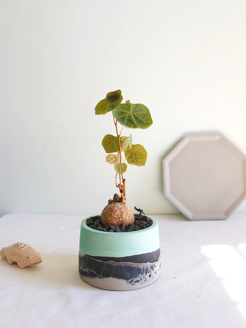 塊根植物 / 血藤山烏龜森霧水泥盆栽 /植栽 - 盆栽/植栽 - 水泥 綠色