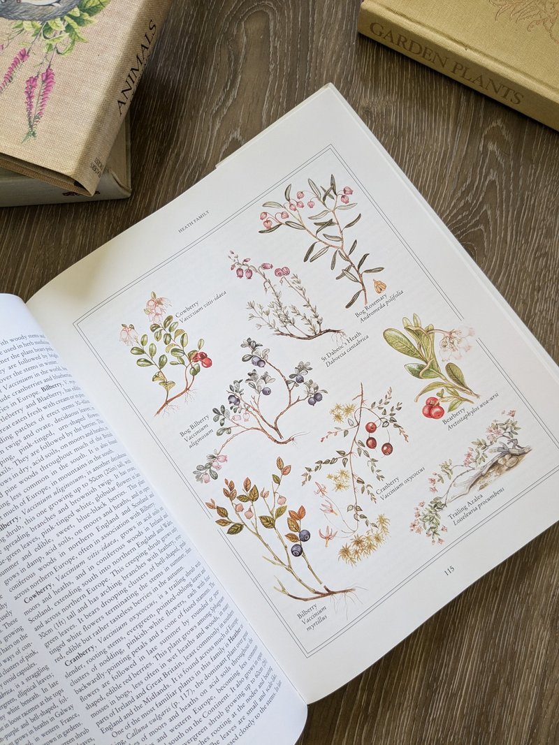 Wildflowers from the British Isles and Northern Europe/Old Books/Ancient Books/Illustrated Books/Floral Arrangements - หนังสือซีน - กระดาษ สีเหลือง