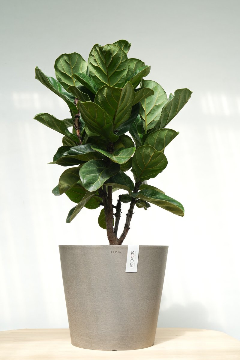 琴葉榕│有植 Yuzhi - 盆栽/植栽 - 植物．花 
