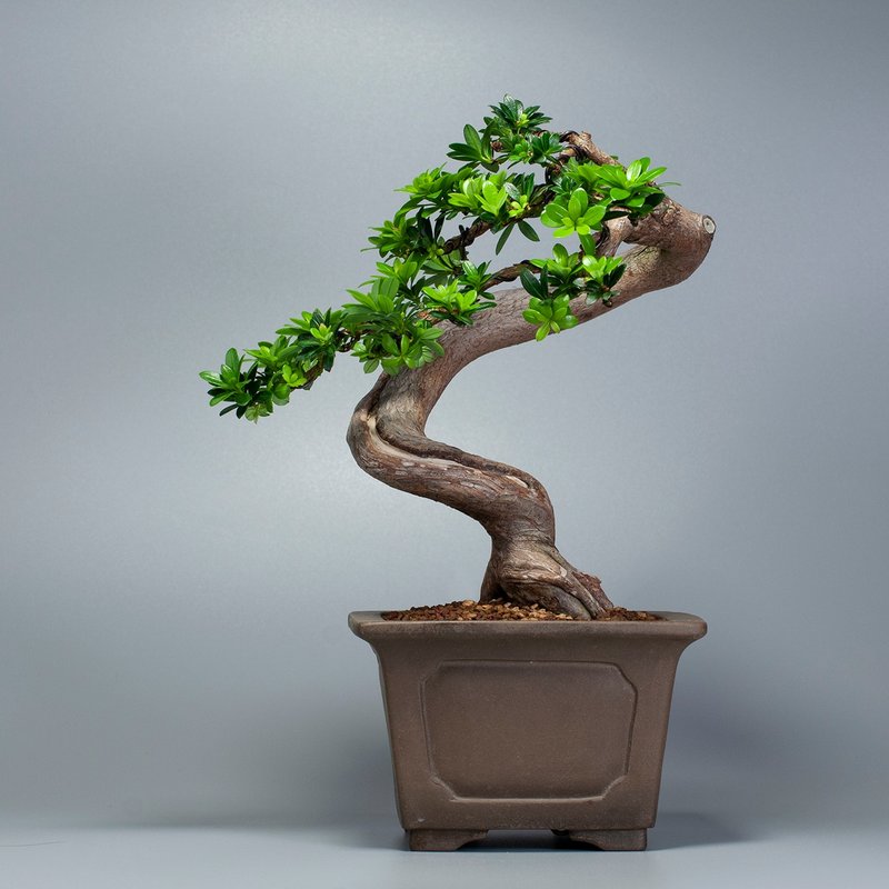 【空間擺設】禪意盆栽 送禮推薦 雅緻盆栽 - 盆栽/植栽 - 植物．花 