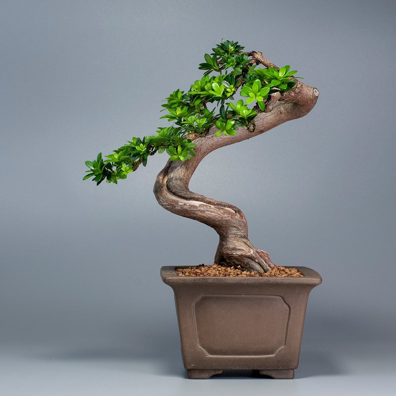 [Space Decoration] Zen Potted Plants Gift Recommendation Elegant Potted Plants - Plants - Plants & Flowers 