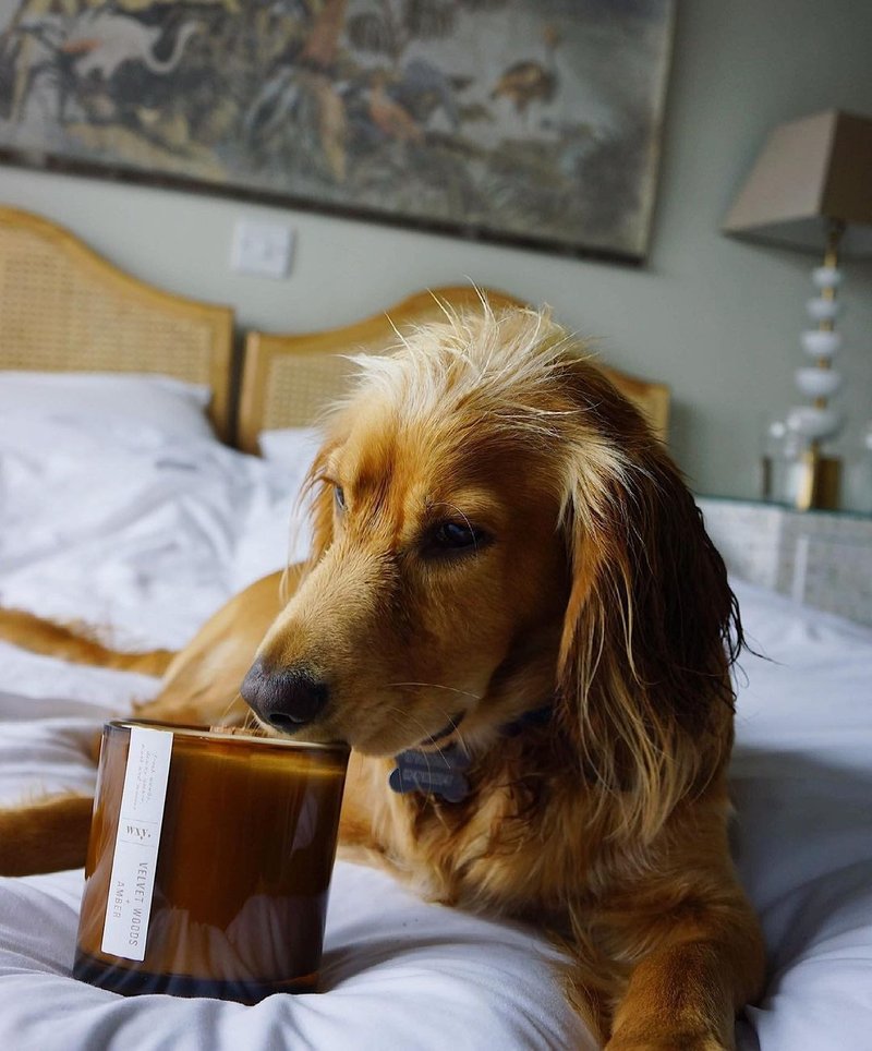 wxy Amber Mini Candle- Black Ash + Frankincense /5oz - Candles & Candle Holders - Glass Brown