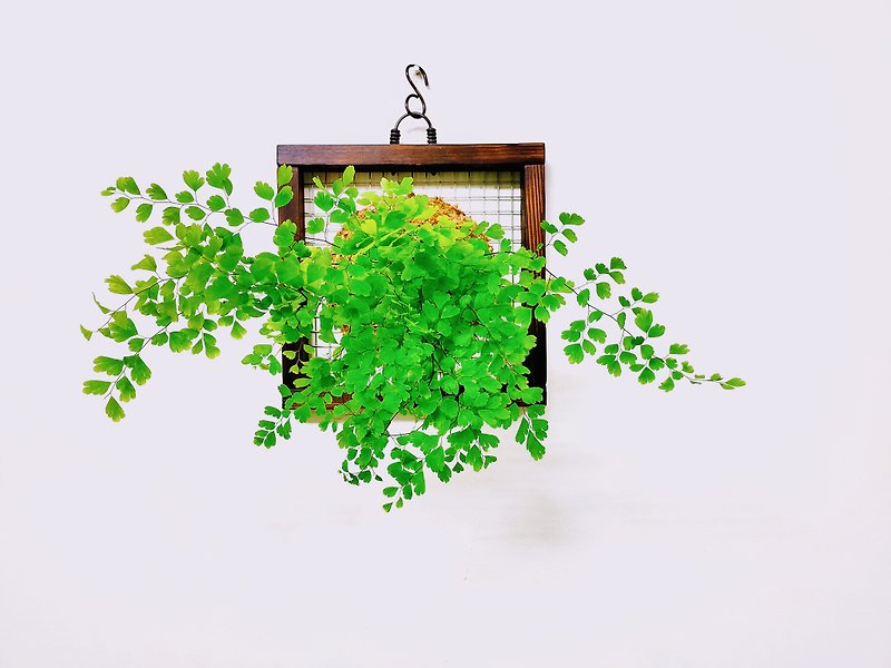 鐵線蕨苔球│板植│居家裝飾│窗邊植物│ - 植栽/盆栽 - 植物．花 綠色
