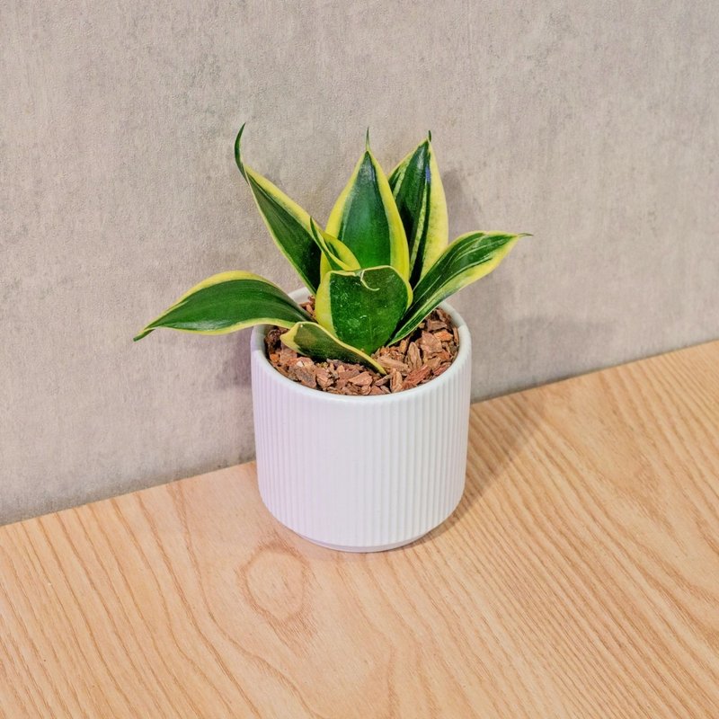 虎尾蘭 莫蘭迪色系直紋陶盆 室內植物 觀葉植物 禮物 盆栽 - 盆栽/植栽 - 植物．花 白色