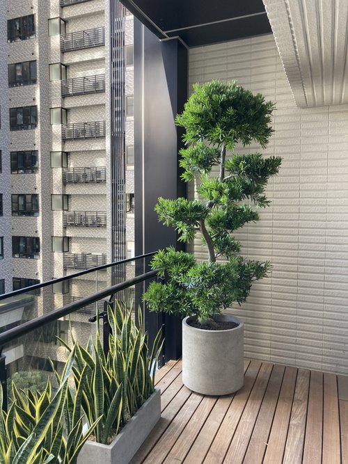 菩提園藝 【高光植栽】蘭嶼羅漢松(層次) | 水泥圓柱 (訂製請洽客服)