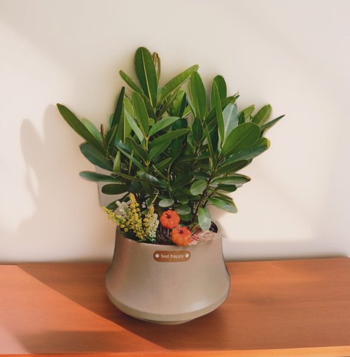 ORCHID CHEN 蘭沉空間 【高人氣送禮盆栽】龍珠樹 招財進寶風水植物 新居開幕喬遷自用擺
