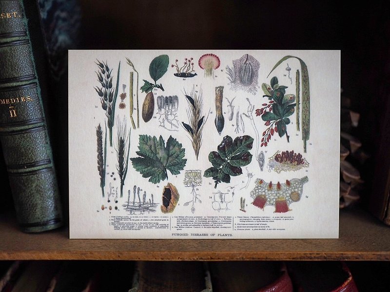 1900年英國植物/蕈菇類圖鑑系列 復刻版明信片 B款 - 心意卡/卡片 - 紙 
