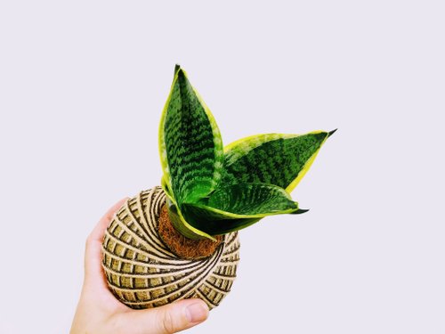 卉色 虎紋金邊虎尾蘭苔球│室內植物│陽臺植物│觀葉植物