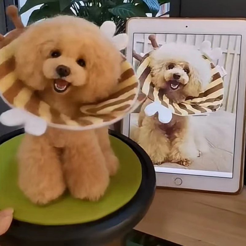 客制化逼真犬 羊毛氈 贵宾犬 寵物 娃娃 定制 手工 狗狗猫咪 147 - 貓/狗玩具 - 羊毛 多色