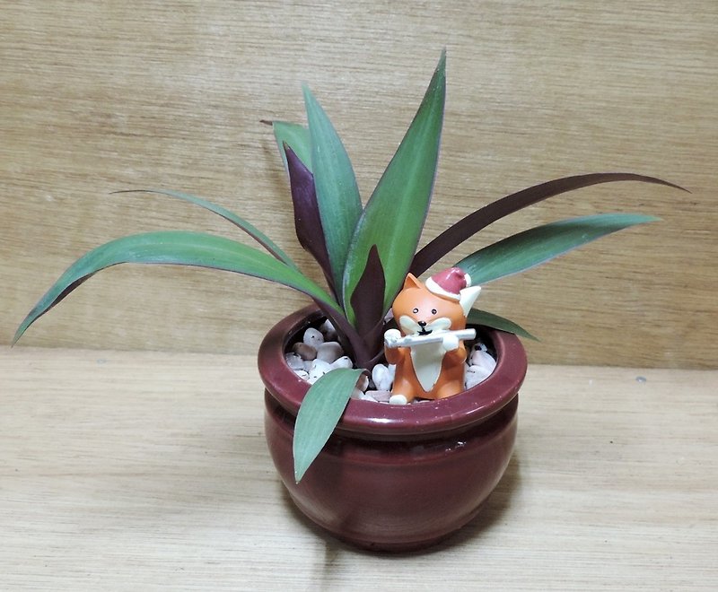 Plant melody potted gift - Plants - Plants & Flowers 