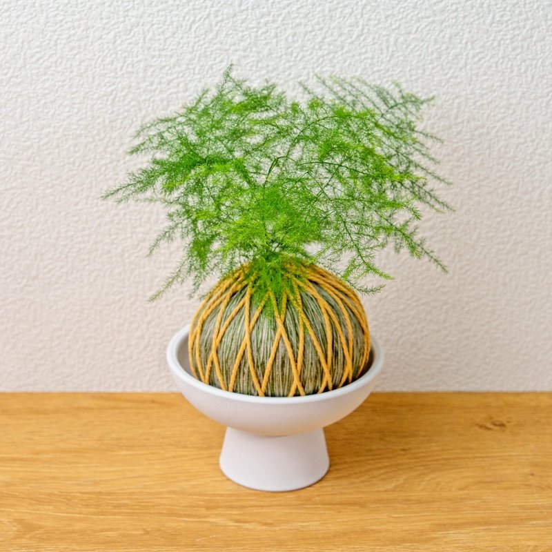 苔球植物 文竹墨綠苔球加磨砂高腳缽 苔球 苔玉 禮物 送禮 - 盆栽/植栽 - 植物．花 綠色