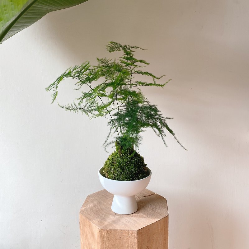 植物．花 植栽/盆栽 綠色 - 新版 文竹苔球植栽 含底下瓷盆